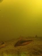 Bodemvissen Aquarium, Dieren en Toebehoren, Vissen | Aquaria en Toebehoren, Ophalen, Gebruikt, Gevuld zoetwateraquarium