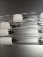 Formica fusca, Dieren en Toebehoren, Insecten en Spinnen, Mieren