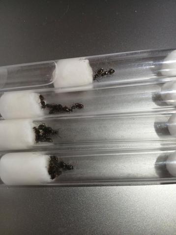Formica fusca  beschikbaar voor biedingen