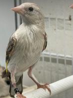 Te koop jongen majoor putter  van 25, Dieren en Toebehoren, Geslacht onbekend