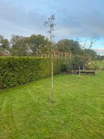 Gieser Wildeman Perenboom Hoogstam, Tuin en Terras, Planten | Bomen, Bloeit niet, Overige soorten, 250 tot 400 cm, Ophalen