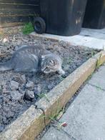 Scottish earfold katten