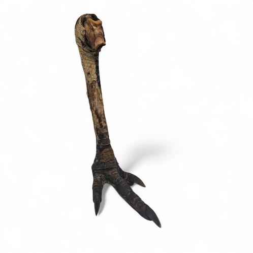 ZELDZAAM! poot kasuaris, opgezette, Verzamelen, Dierenverzamelingen, Opgezet dier, Vogel, Ophalen of Verzenden
