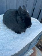 Kleurdwerg raszuiver, Dieren en Toebehoren, Konijnen, Vrouwelijk, Dwerg