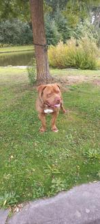 Bully xl / Niet Te koop  hij is dekreu, Dieren en Toebehoren, Rabiës (hondsdolheid), Reu, 1 tot 2 jaar, Eén hond