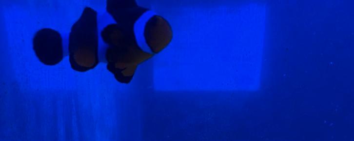 3 visjes en een hermiet kreeftje, Dieren en Toebehoren, Vissen | Aquariumvissen, Vis