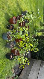 Hibiscus stekjes, Tuin en Terras, Planten | Struiken en Hagen, Ophalen, Overige soorten, Minder dan 100 cm