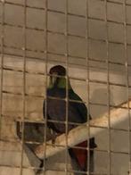 Redcap parkiet  vrouw 2021, Vrouwelijk, Parkiet, Geringd