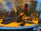 Aquarium en vissenbestand, Ophalen, Zo goed als nieuw