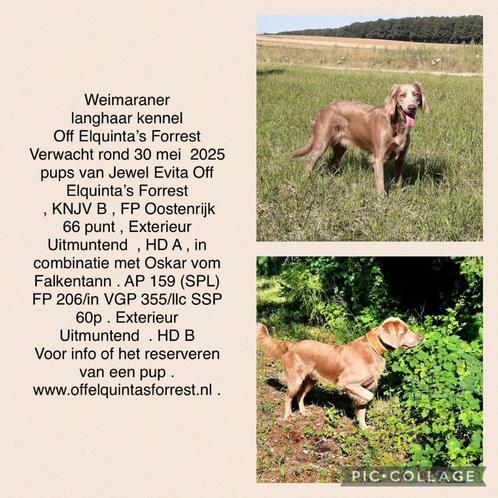 Weimaraner Langhaar puppy's verwacht, Dieren en Toebehoren, Honden | Dekreuen, Geslacht onbekend, Particulier, Meerdere, Nederland