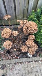 Grote rose hortensia, Tuin en Terras, Volle zon, Ophalen of Verzenden, 100 tot 250 cm, Zomer
