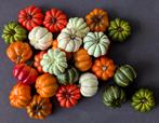 26 mini pompoentjes. Leuk voor halloween! 20,-, Ophalen, Nieuw