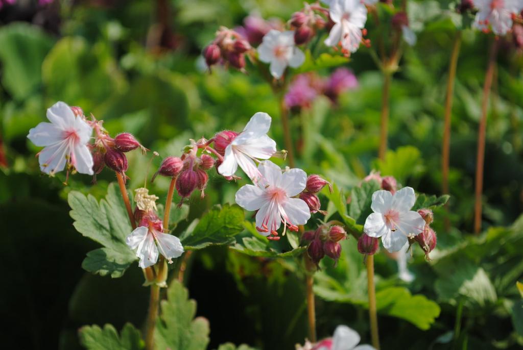 Geranium macrorrhizum 'Spessart' / Ooievaarsbek P9 pot, Tuin en Terras, Planten | Tuinplanten, Ophalen of Verzenden, Vaste plant