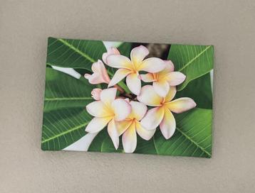 muurdecoratie canvas  beschikbaar voor biedingen