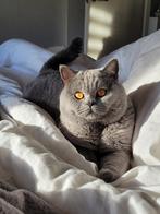 Dekkater Britse Korthaar, stamboom, bloedgroep B & Instagram, Dieren en Toebehoren, Katten en Kittens | Raskatten | Korthaar, Kater