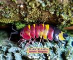 Merulanella sp. ‘Blister’ verbazend tropische isopod, Dieren en Toebehoren, Insecten en Spinnen, Overige soorten