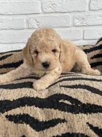 Maltipoo pups, maltezer x toy poedel, Overige rassen, CDV (hondenziekte), 8 tot 15 weken, Meerdere
