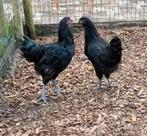 Jong kip/hen en haan Australorp groot, Dieren en Toebehoren, Pluimvee, Meerdere dieren, Kip