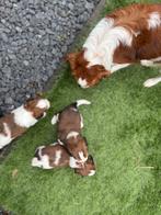 Kooiker, Nederland, Overige rassen, 8 tot 15 weken, CDV (hondenziekte)