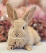 Duitse reuzen Rambo junior bloedlijn, Dieren en Toebehoren, Konijnen, Meerdere dieren, Groot, 0 tot 2 jaar