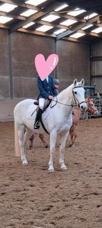 Lief recreatiepaard / weidemaatje, Dieren en Toebehoren, Paarden, Ruin, 160 tot 165 cm, 11 jaar of ouder, Recreatiepaard