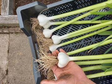 Verse knoflook 100 % biologisch ras Therador beschikbaar voor biedingen