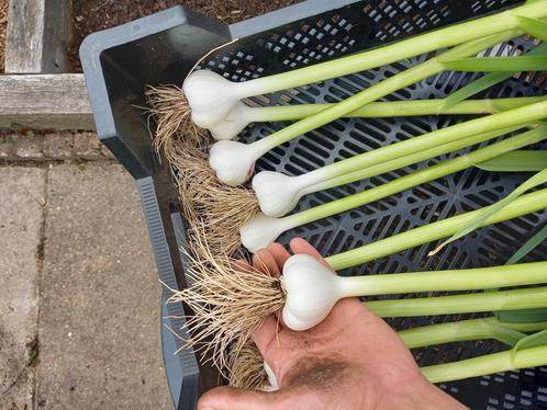 Verse knoflook 100 % biologisch ras Therador, Tuin en Terras, Planten | Tuinplanten, Eenjarig, Groenteplanten, Volle zon, Zomer