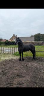 Prachtige Friese Stermerrie, Dieren en Toebehoren, Paarden, Merrie, Gechipt, Dressuurpaard, Zadelmak