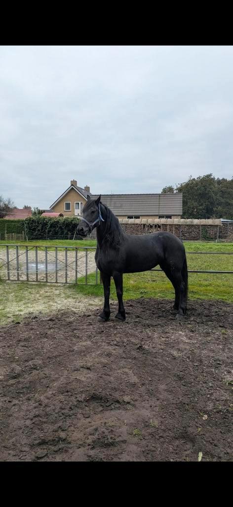Prachtige Friese Stermerrie, Dieren en Toebehoren, Paarden, Merrie, Zadelmak, 160 tot 165 cm, 3 tot 6 jaar, Dressuurpaard, Met stamboom