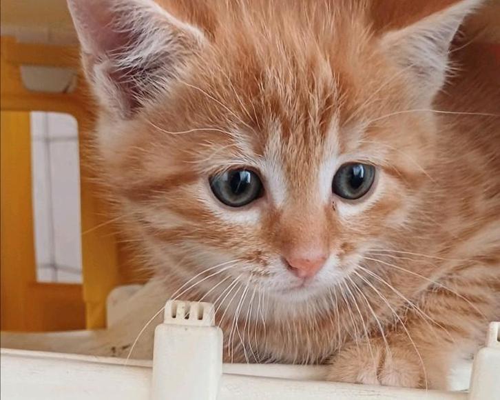 Lieve boederij kittens., Dieren en Toebehoren, Katten en Kittens | Dekkaters, 0 tot 2 jaar