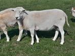 Diverse zware rammen, Dieren en Toebehoren, Schapen, Geiten en Varkens, Meerdere dieren, Schaap