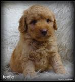 Labradoodle pups 40-45 cm. Abrico - zwart, Dieren en Toebehoren, Honden | Retrievers, Spaniëls en Waterhonden, Nederland, Overige rassen