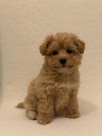 Maltipoo pup teefje 🩷, Dieren en Toebehoren, Honden | Chihuahua's en Gezelschapshonden, Particulier, Rabiës (hondsdolheid), 15 weken tot 1 jaar