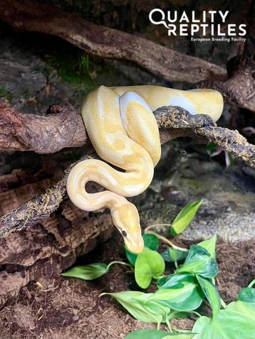 Tamme Ball Python (Banana Pastel Pied) + compleet terrarium beschikbaar voor biedingen