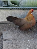 Hollandse kriel Hennetjes, Dieren en Toebehoren, Pluimvee, Vrouwelijk, Kip