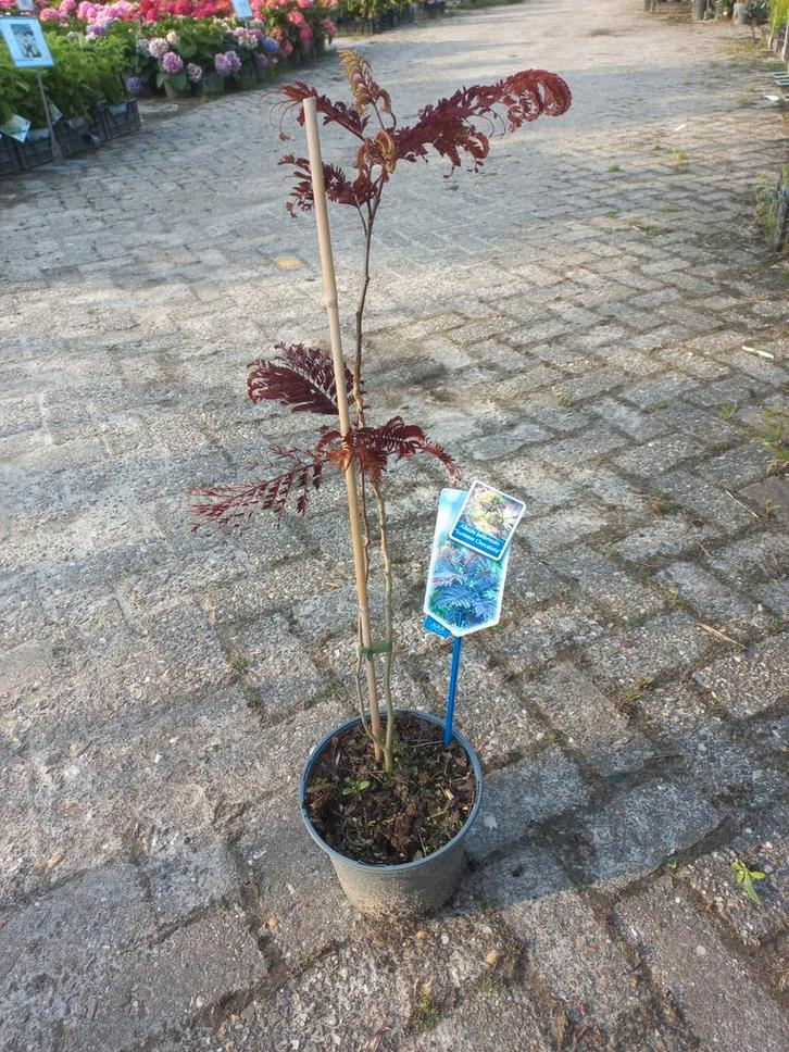 Albizia julibrissin 'Summer Chocolate', Tuin en Terras, Planten | Bomen, Overige soorten, Minder dan 100 cm, Volle zon, Zomer