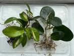 Kamerplant stekpakket - Hoya Carnosa Tricolor, Australis, Ophalen of Verzenden, Overige soorten, Minder dan 100 cm