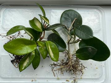 Kamerplant stekpakket - Hoya Carnosa Tricolor, Australis beschikbaar voor biedingen