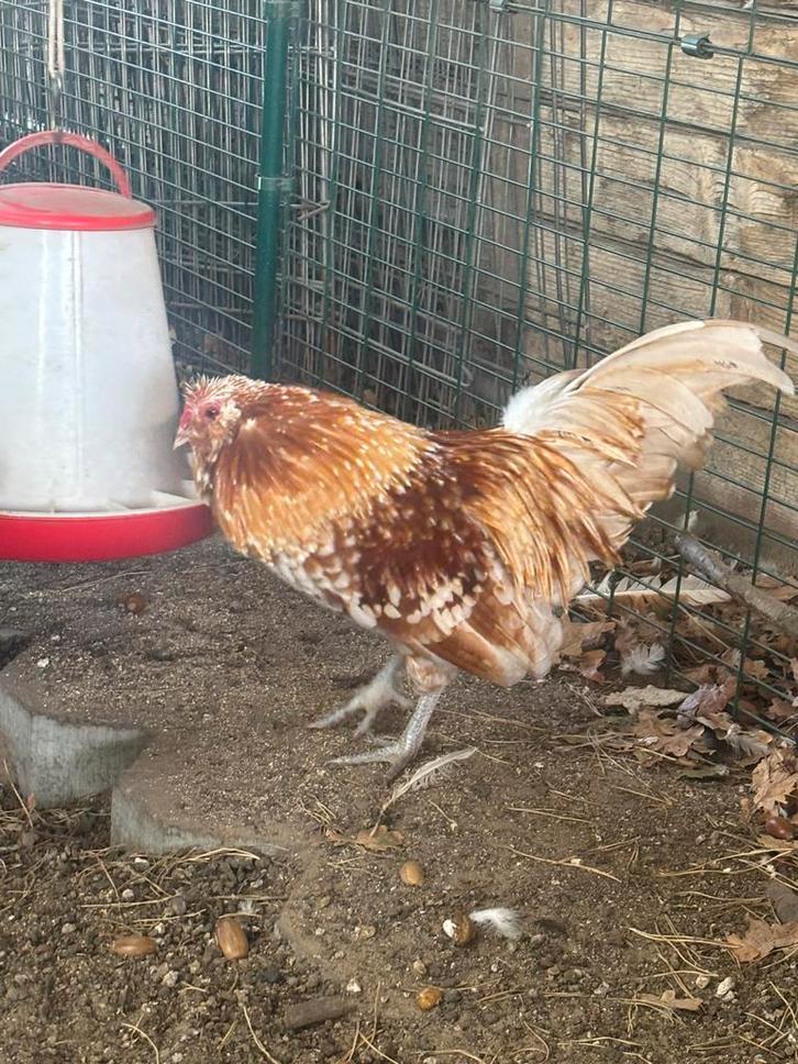 Antwerpse baardkriel porselein, Dieren en Toebehoren, Pluimvee, Kip, Meerdere dieren