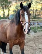 Verzorger gezocht omgeving Sneek, Diensten en Vakmensen, Dieren | Paarden | Verzorging, Oppas en Les