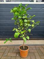 Citrus Lemon / Citrus Limon - Citroenboom H: 107 cm., Tuin en Terras, Planten | Fruitbomen, Ophalen, Volle zon, Citroenboom, 100 tot 250 cm