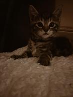 Speelse kitten te koop!, Dieren en Toebehoren, Katten en Kittens | Raskatten | Korthaar, Kater