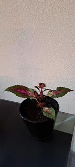 Siernetel (Coleus) planten met opvallende rode bladeren., Huis en Inrichting, Kamerplanten, Ophalen of Verzenden, Overige soorten