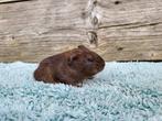 Leuk Jong Beertje, Dieren en Toebehoren, Knaagdieren, Mannelijk, Cavia, Tam