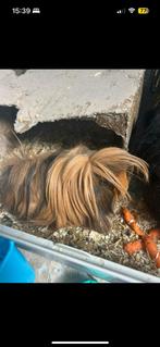 2 cavia’s, Dieren en Toebehoren, Cavia, Mannelijk, Januari, Tam
