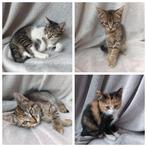 4 kittens te koop, Dieren en Toebehoren, 0 tot 2 jaar