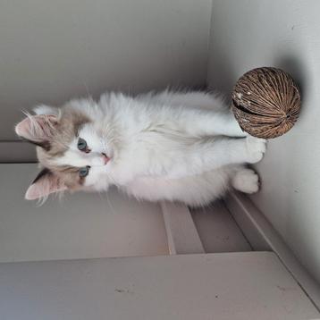 Hele mooie liever ragdoll kater  beschikbaar voor biedingen