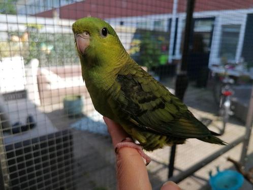 Catharina parkieten, nog 1 beschikbaar!!, Dieren en Toebehoren, Vogels | Parkieten en Papegaaien, Parkiet, Meerdere dieren, Tam