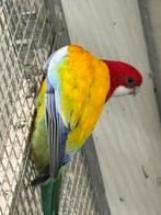 Rosella golden gold, Dieren en Toebehoren, Vogels | Parkieten en Papegaaien, Meerdere dieren, Parkiet