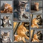 Maine Coon Kitten, Ontwormd